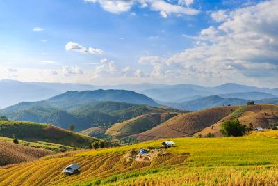Terraced rice field