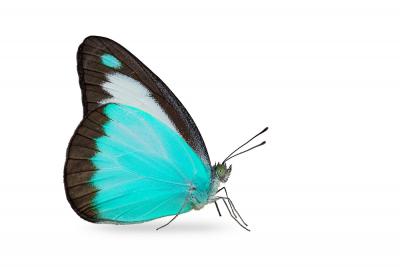 Chocolate Albatross (Appias lyncida) butterfly