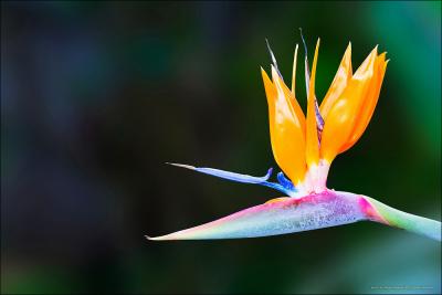 Bird of paradise flower