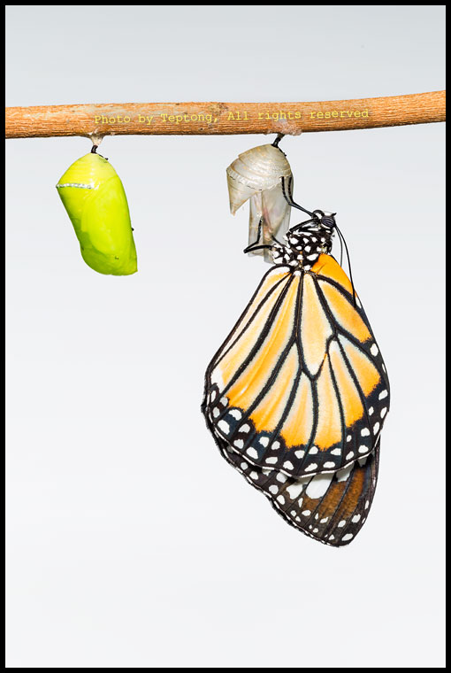 5D3 0020 ผีเสื้อหนอนใบรักลายเสือ เพิ่งออกจากดักแด้ (Common Tiger, Danaus genutia)