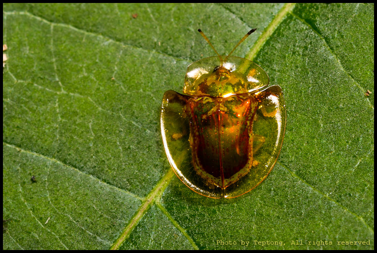 5D3 0175 ด้วงเต่าปีกใส