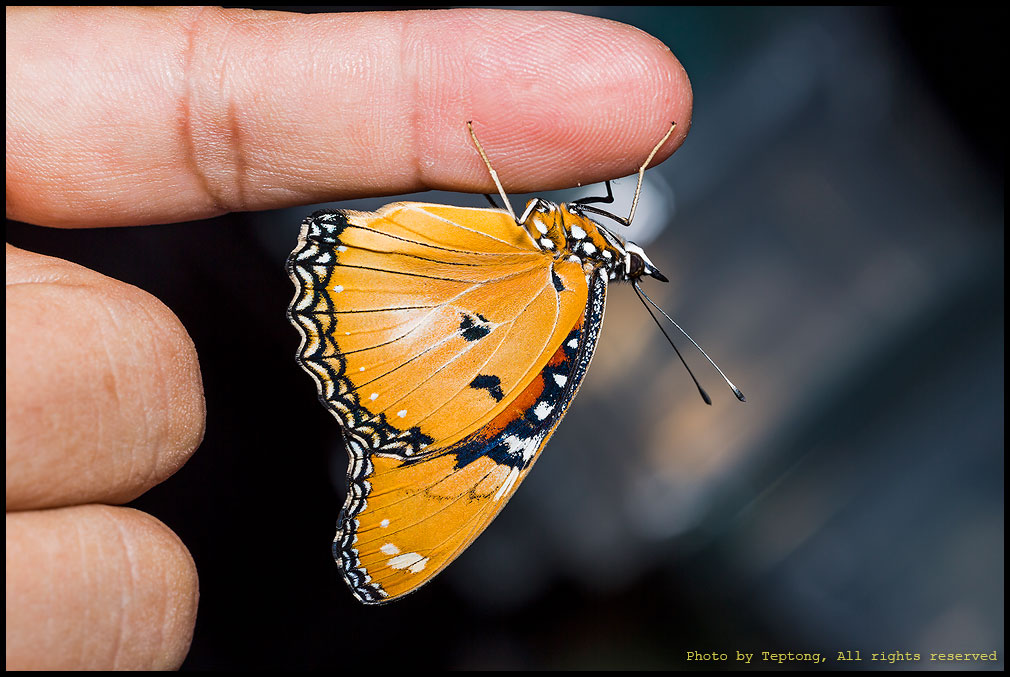 5D3 0179 ผีเสื้อปีกไข่เมียเลียนตัวเมีย (Danaid Eggfly, Hypolimnas misippus)