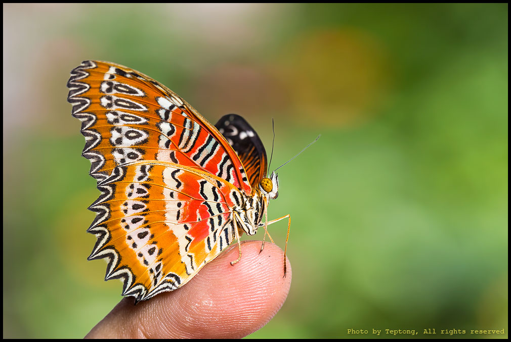 5D3 0581 ผีเสื้อกะทกรกแดง (Red Lacewing, Cethosia biblis)