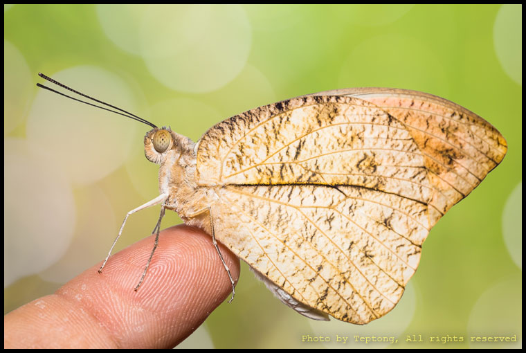 5D3 0789-2 ผีเสื้อปลายปีกส้มใหญ่ (Great Orange Tip, Hebomoia glaucippe)