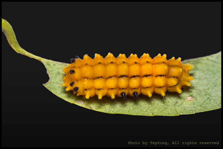 5D3 0886 หนอนมอธชนิดหนึ่งวงศ์มอธหนอนมะไฟ (Zygaenidae)