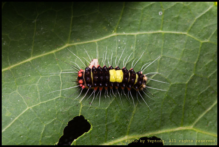 5D3 0944 หนอนมอธบินกลางวันชนิดหนึ่ง (Erasmia pullchella)
