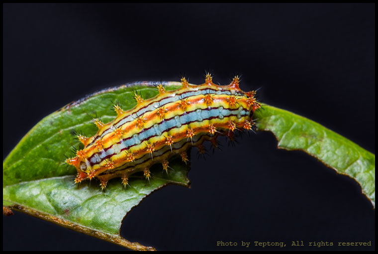 5D3 0969 หนอนร่านชนิดหนึ่ง