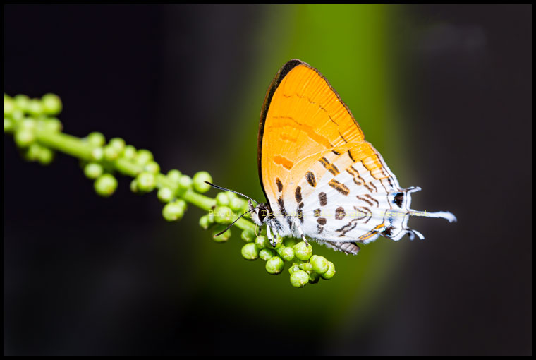 5D3 1285 แต้มแสดธรรมดา (Common Posy, Drupadia ravindra)