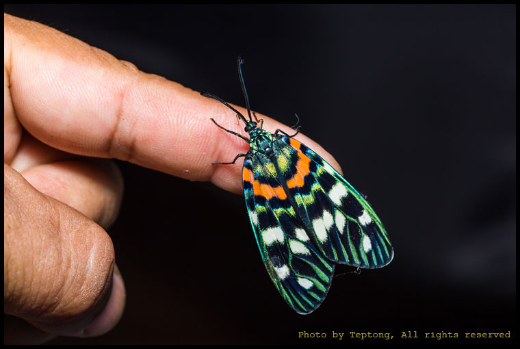 5D3 1560 มอธไม่ทราบชนิด