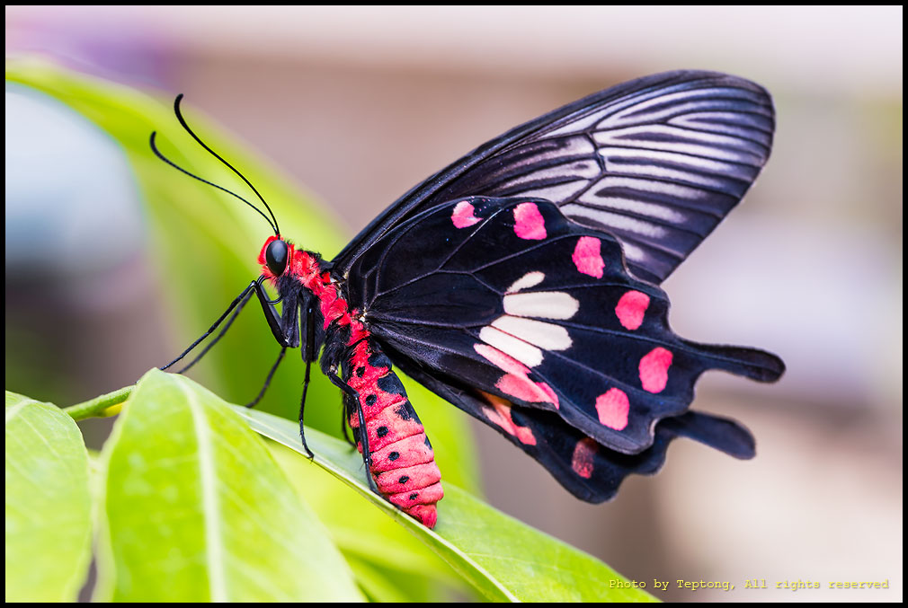 5D3 1687 ผีเสื้อหางตุ้มจุดชมพู (Common Rose, Pachliopta aristolochiae)