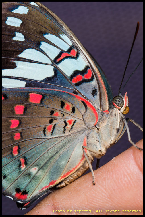 5D3 1798 ภาพโคลสอัพผีเสื้อบารอนเขียวแดง (Common Gaudy Baron, Euthalia lubentina)