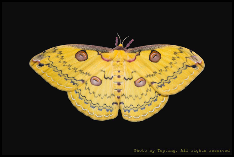 5D3 1831 มอธไหมป่าปีกเหลืองสิกขิม (Loepa sikkima)