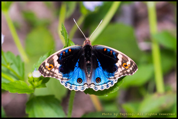 5D3 19025 ผีเสื้อแพนซีฟ้า (Blue Pansy, Junonia orithya)
