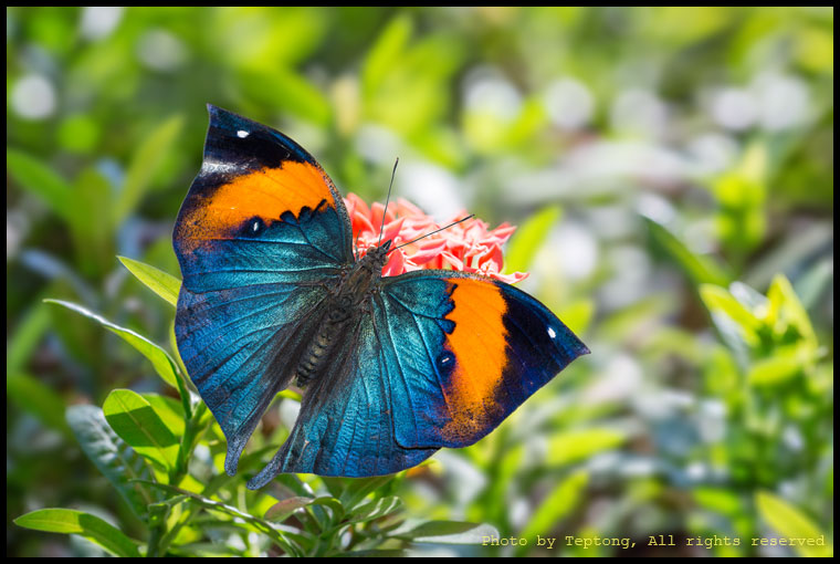 5D3 19108-2 ผีเสื้อใบไม้ใหญ่อินเดีย (Orange Oakleaf, Kallima inachus)