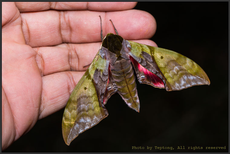 5D3 1928 มอธจรวดรูบริโคซาเขียวและชมพู (Rubricosa green and pink hawk moth, Callambulyx rubricosa)