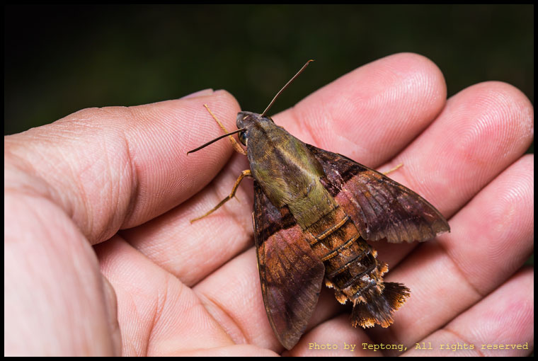 5D3 1937 มอธจรวด Macroglossum ชนิดใดชนิดหนึ่ง