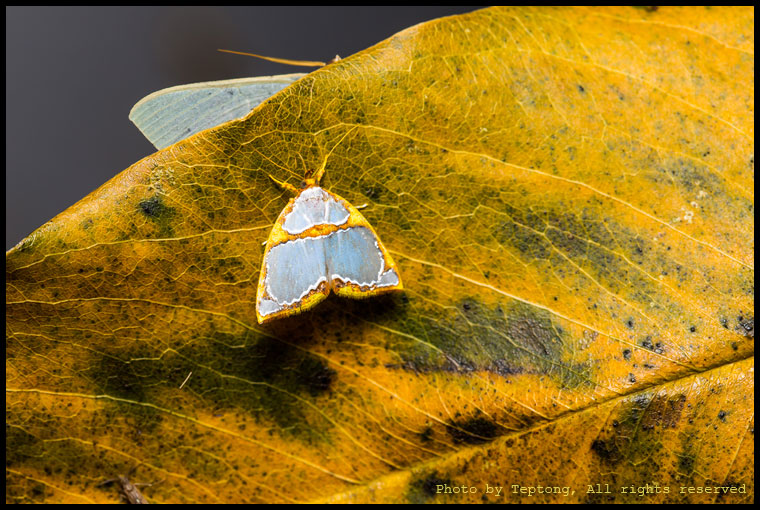 5D3 1946 มอธตัวเล็กๆวงศ์ Nolidae (Titulcia confictella)