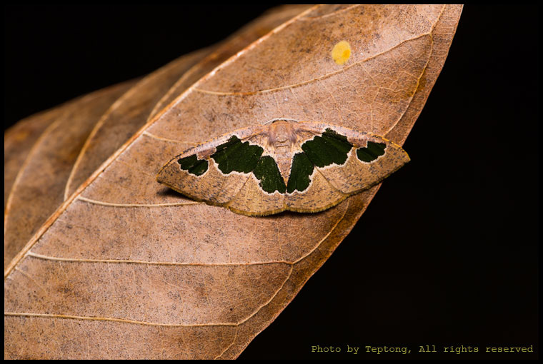 5D3 1971 มอธหนอนคืบ (Geometer) ชนิดหนึ่ง (Celenna festivaria)