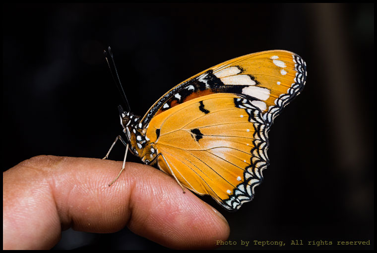 5D3 20578 ผีเสื้อปีกไข่เมียเลียนตัวเมีย (Danaid Eggfly, Hypolimnas misippus)