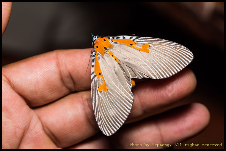 5D3 2062 มอธลายเสือแถบแคบ (Euplocia membliaria)