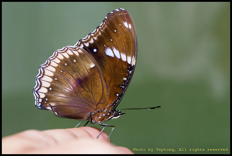 5D3 2065 ผีเสื้อปีกไข่ใหญ่ (Great Eggfly, Hypolimnas bolina)