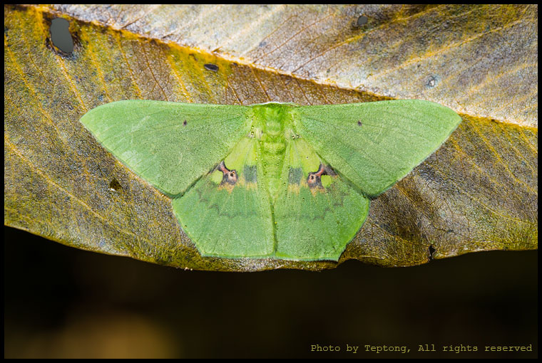 5D3 2070 มอธหนอนคืบ (Geometer) ชนิดหนึ่ง (Aporandria specularia)