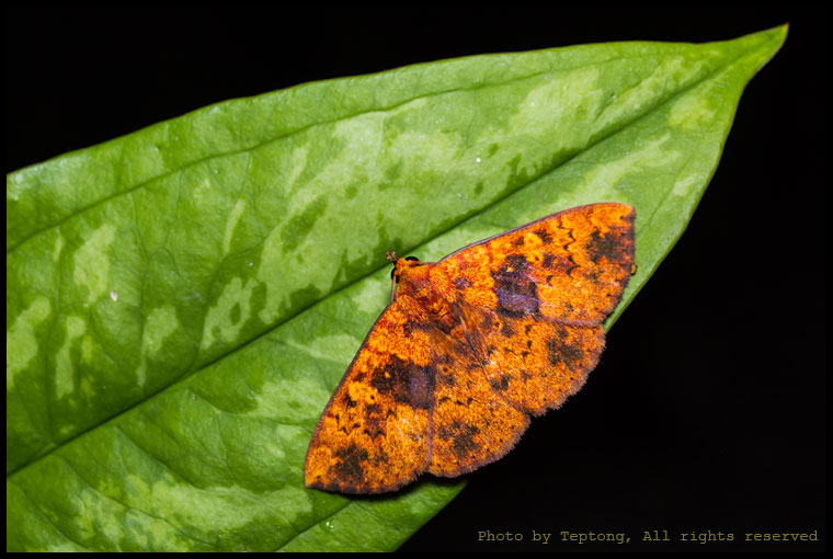 5D3 20824 มอธยังไม่ทราบชนิด