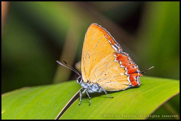 5D3 20861 ผีเสื้อขมิ้นกับปูนธรรมดา (Common Purple Sapphire, Heliophorus epicles)