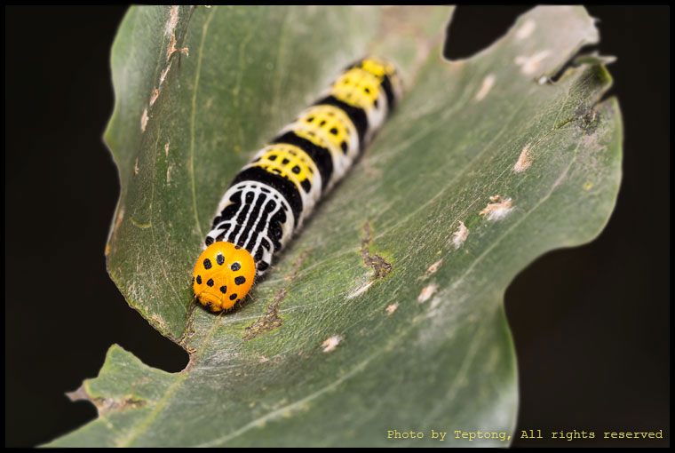 5D3 21089 หนอนผีเสื้อหน้าเข็มปีกมนจาง (Pale Green Awlet, Burara gomata)