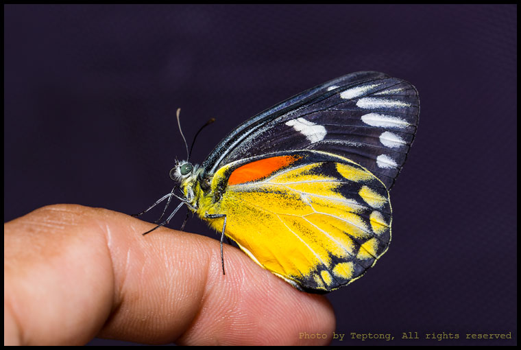 5D3 21218 ผีเสื้อหนอนกาฝากจุดแดง (Red-spot Jezebel, Delias descombesi)