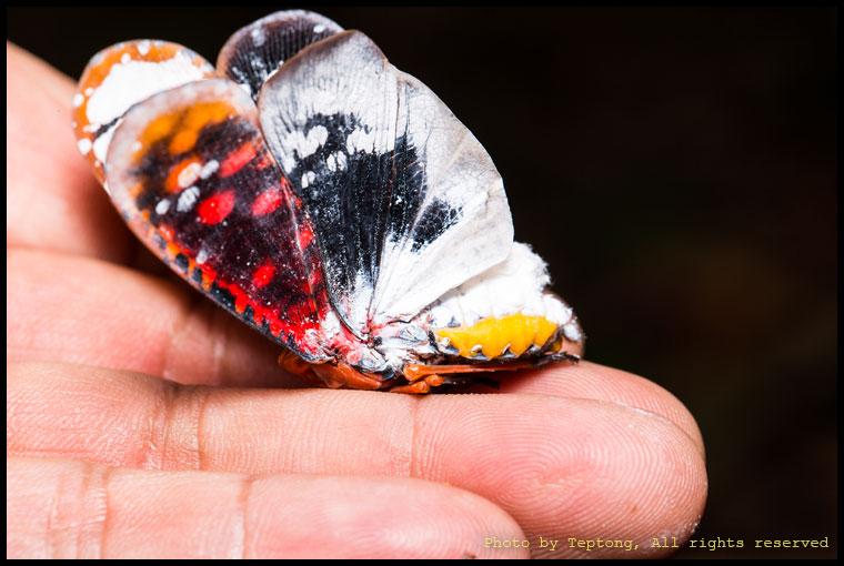 5D3 2132 จั๊กจั่นงวง (Lanternfly, Fulgoridae, Aphaena submaculata) มันกางปีกยกขึ้นทำเป็นแกล้งตาย
