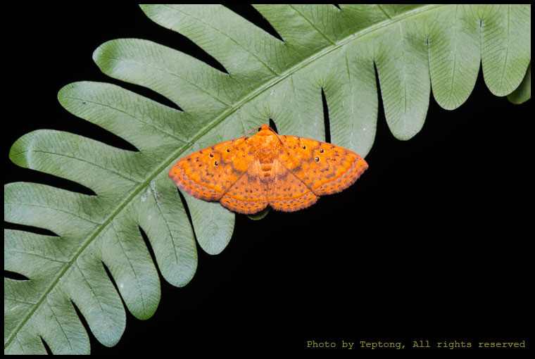 5D3 2150 มอธยังไม่ทราบชนิด