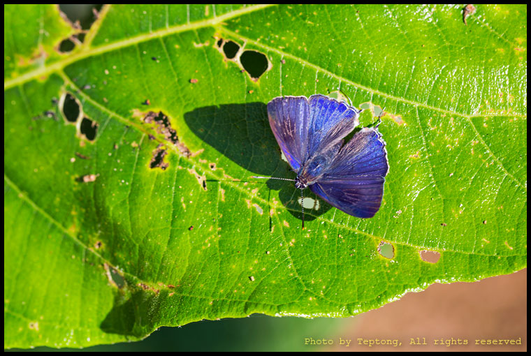 5D3 2245 ผีเสื้อวงศ์ผีเสื้อน้ำเงินไม่ทราบชนิด (Lycaenidae)