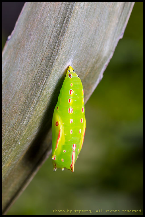 5D3 22475 ดักแด้ผีเสื้อหนอนมะพร้าวธรรมดา (Common Palmfly, Elymnias hypermnestra)