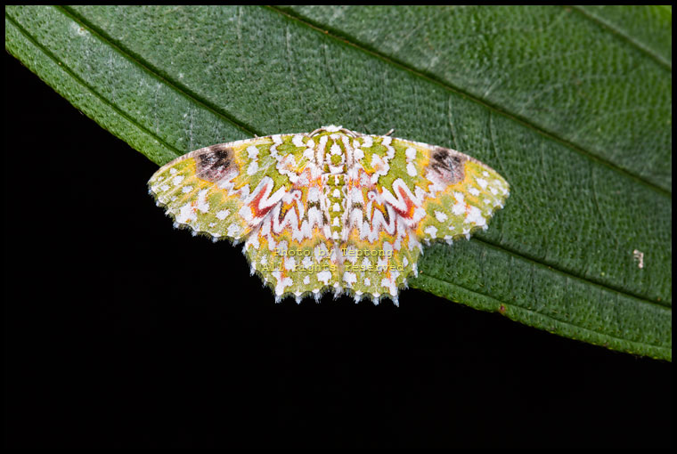 5D3 2283 มอธยังไม่ทราบชนิด