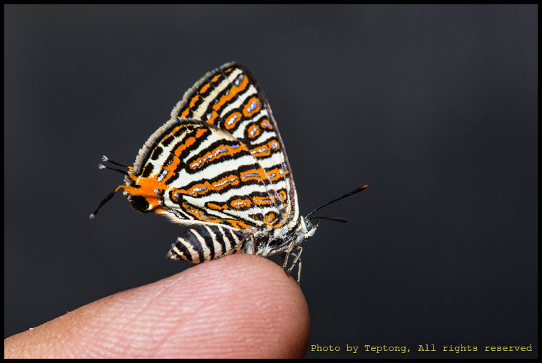 5D3 2356 ผีเสื้อลายขีดเงินกระบอง (Club Silverline, Cigaritis syama)