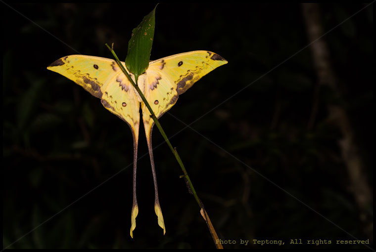 5D3 23788 มอธหางยาวตาเคียวปีกลายหยัก (Malaysian moon moth, Actias maenas) ด้านท้อง