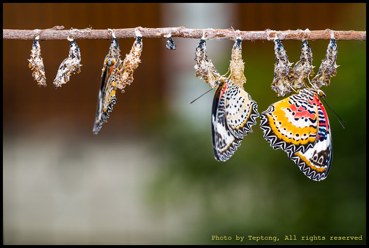 5D3 24388 ผีเสื้อกะทกรกธรรมดาตัวผู้และตัวเมีย เพิ่งออกจากดักแด้ (Leopard Lacewing, Cethosia cyane)