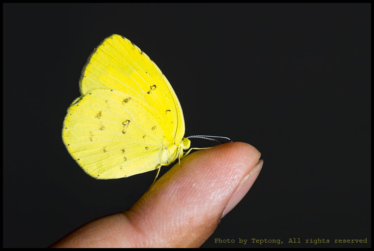 5D3 24503  ผีเสื้อเณรธรรมดา (Common Grass Yellow, Eurema hecabe)