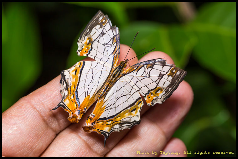 5D3 24516 ผีเสื้อแผนที่ธรรมดา (Common Map, Cyrestis thyodamas)