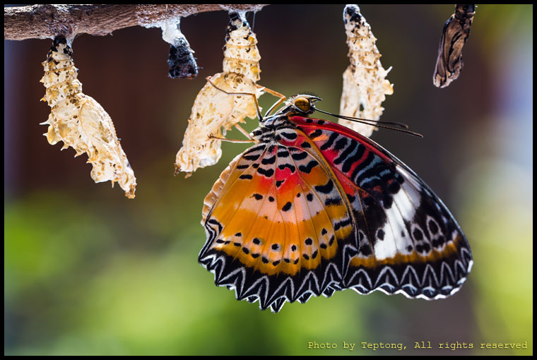 5D3 24763 ผีเสื้อกะทกรกธรรมดาตัวผู้ (Leopard Lacewing, Cethosia cyane) เพิ่งออกจากดักแด้