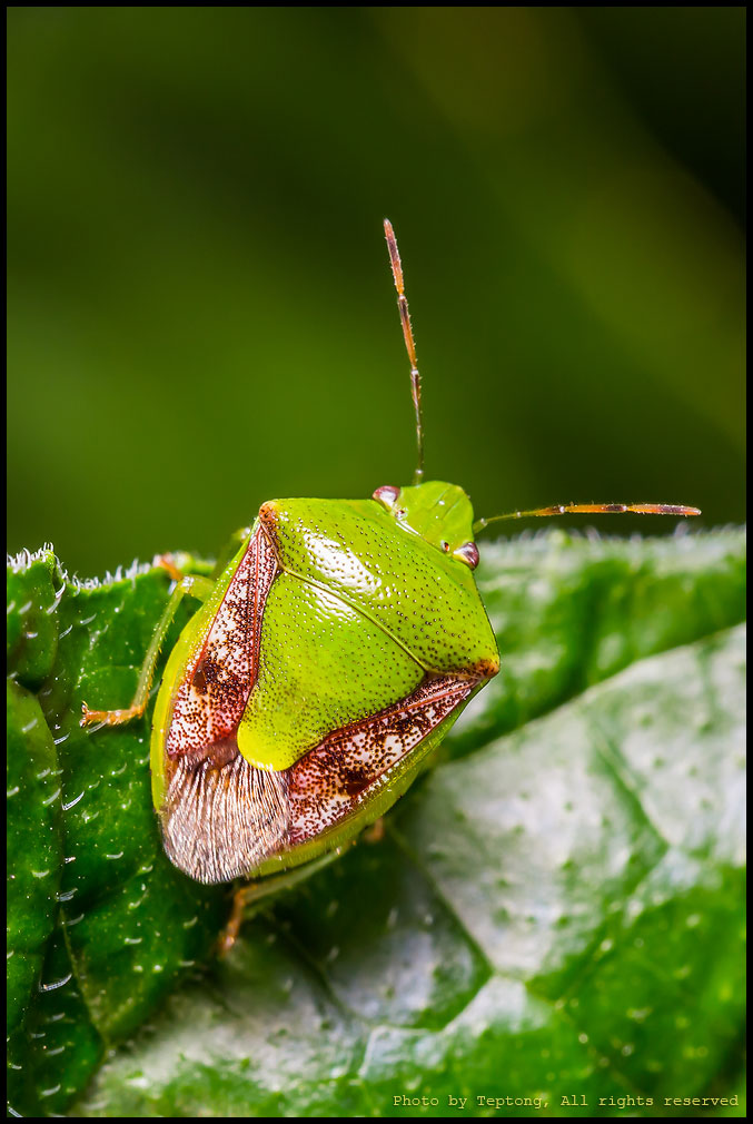 5D3 27154 มวนเขียวหลังเต่า