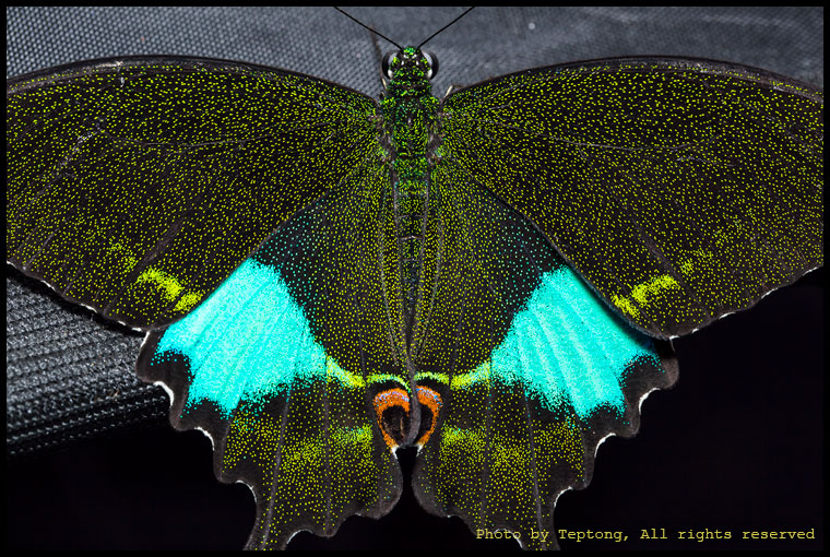 5D3 2715 โคลสอัพปีกผีเสื้อหางติ่งปารีส (Paris Peacock, Papilio paris)