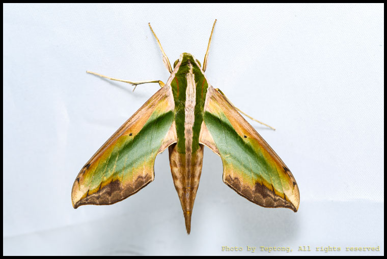 5D3 28533 มอธเหยี่ยวบอนเขียว (Pergesa acteus)