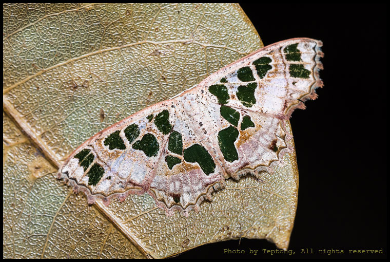 5D3 28973 มอธหนอนคืบ (Geometer) ชนิดหนึ่ง (Scopula divisaria)