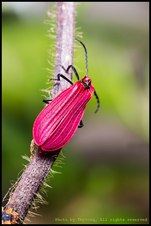 5D3 29117 ด้วงไทรโลไบต์ หรือด้วงปีกร่างแห ตัวผู้ (Trilobite beetle)