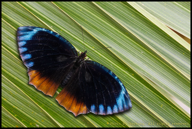 5D3 29496-1 ผีเสื้อหนอนมะพร้าวธรรมดาตัวผู้ (Common Palmfly, Elymnias hypermnestra)