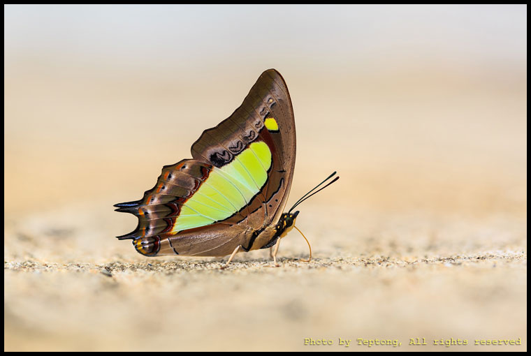 5D3 30289 ผีเสื้อเหลืองหนามธรรมดา (Common Nawab, Polyura athamas)