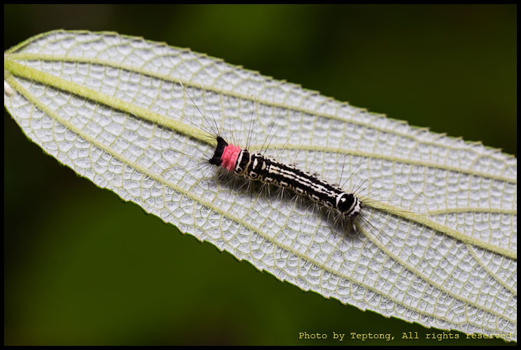 5D3 30327 หนอนมอธไม่ทราบชนิด