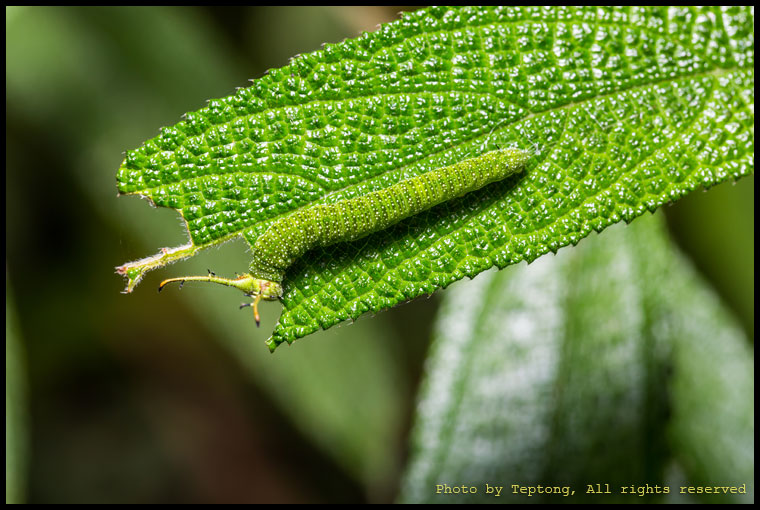5D3 30344 หนอนผีเสื้อแมวลาย (Tabby, Pseudergolis wedah)